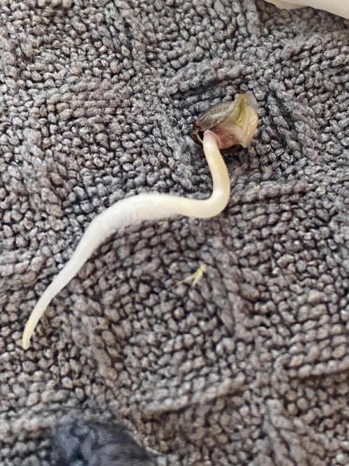 OG of the Father. Week 0