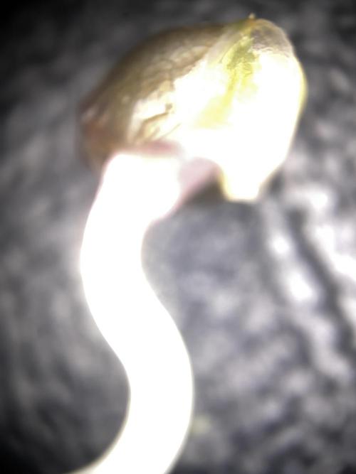 OG of the Father. Week 0