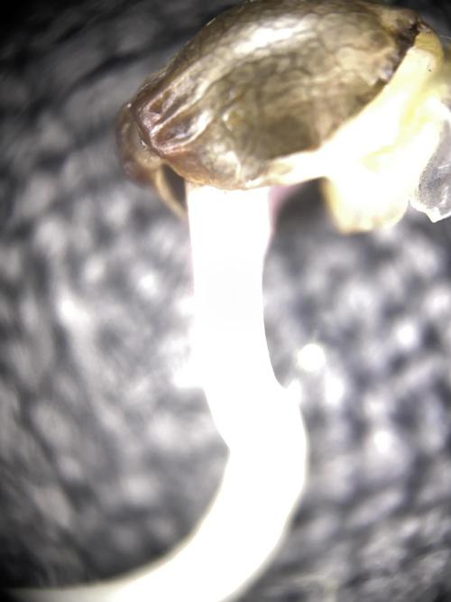 OG of the Father. Week 0