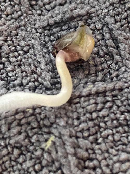 OG of the Father. Week 0