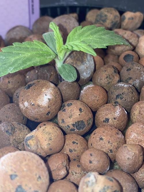 OG of the Father. Week 1