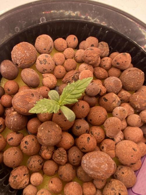 OG of the Father. Week 1