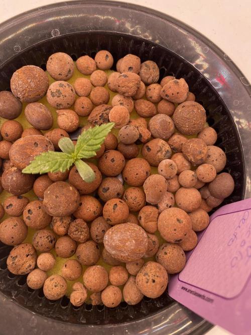 OG of the Father. Week 1