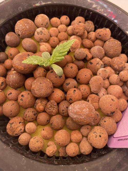 OG of the Father. Week 1