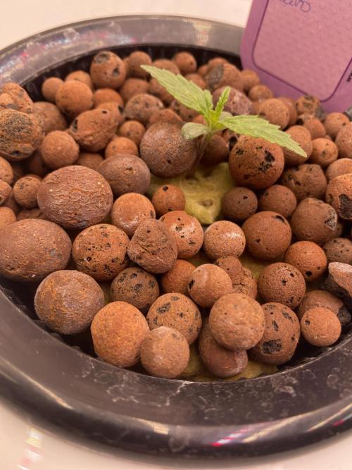 OG of the Father. Week 1