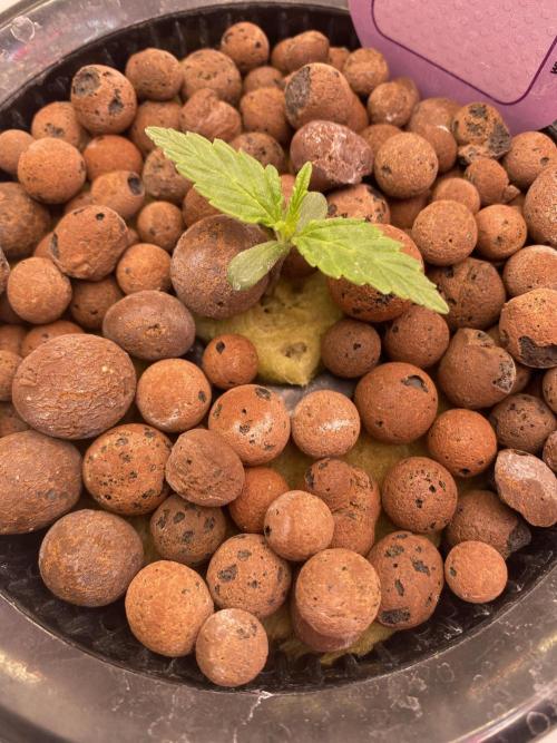 OG of the Father. Week 1