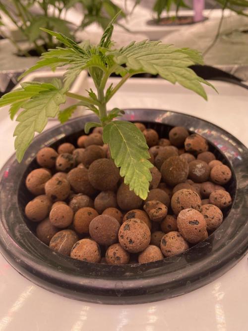 OG of the Father. Week 1