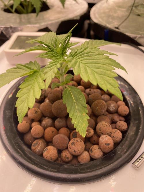 OG of the Father. Week 1