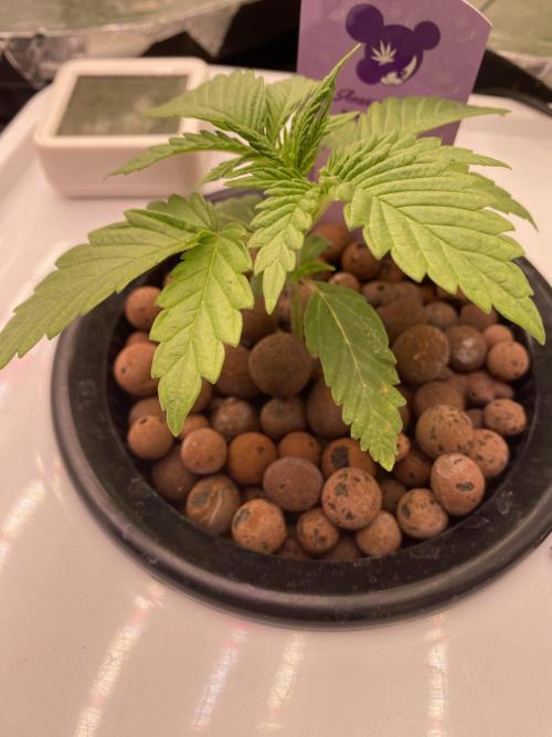 OG of the Father. Week 1