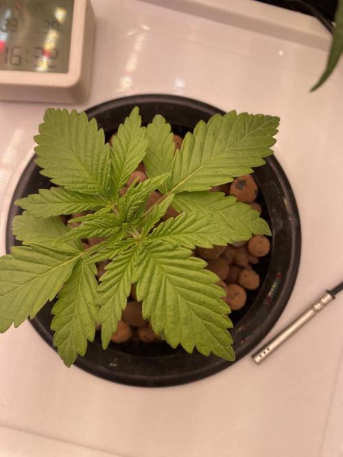 OG of the Father. Week 1