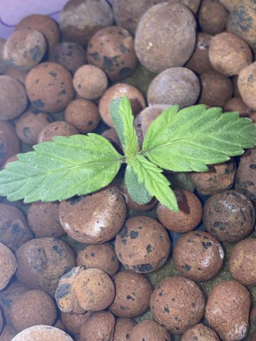 OG of the Father. Week 1