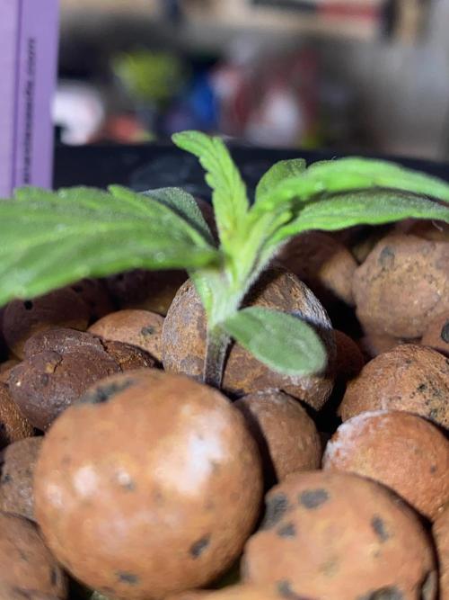 OG of the Father. Week 1