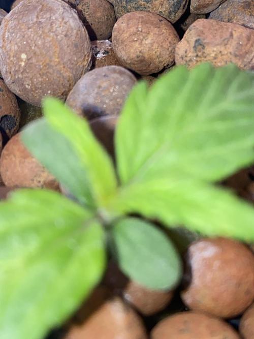 OG of the Father. Week 1