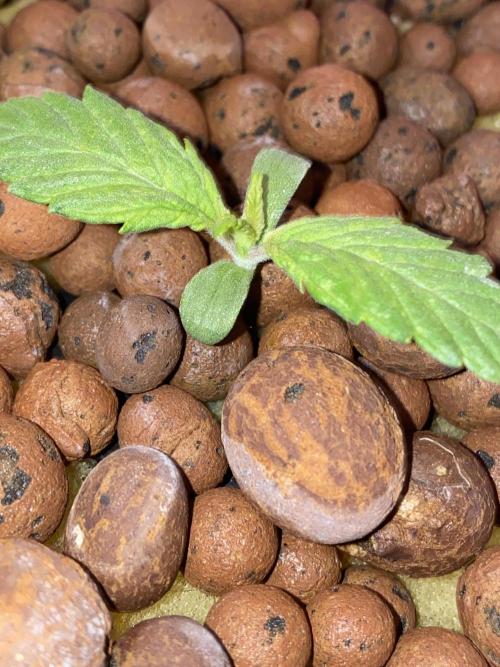 OG of the Father. Week 1