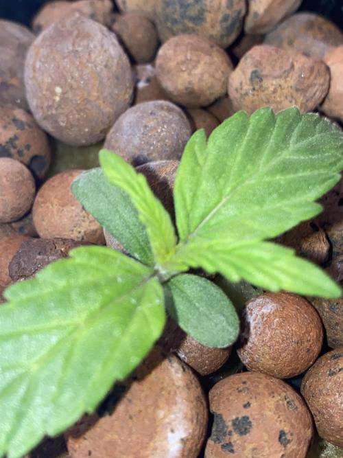 OG of the Father. Week 1