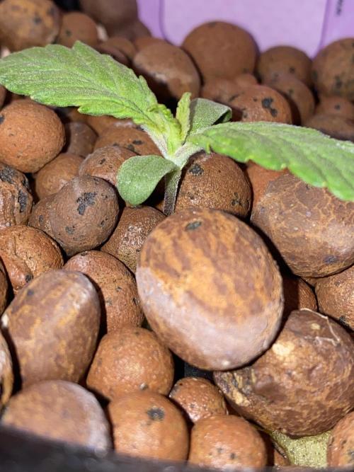 OG of the Father. Week 1