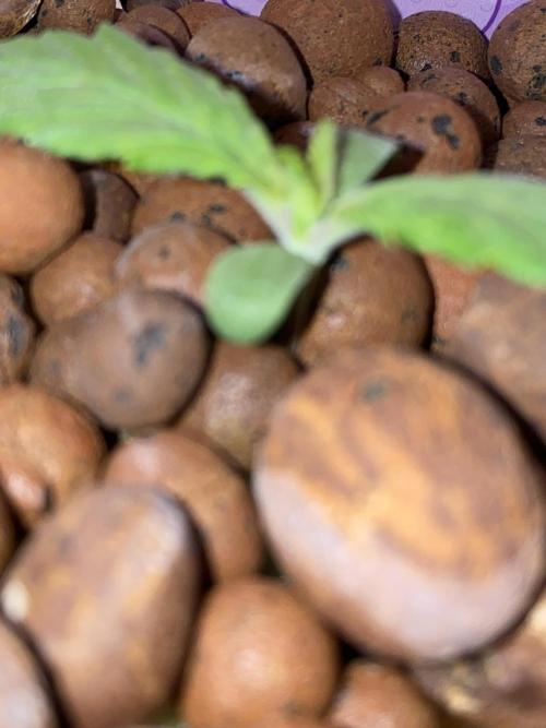 OG of the Father. Week 1