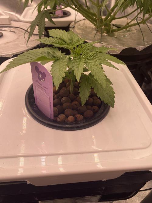 OG of the Father. Week 2