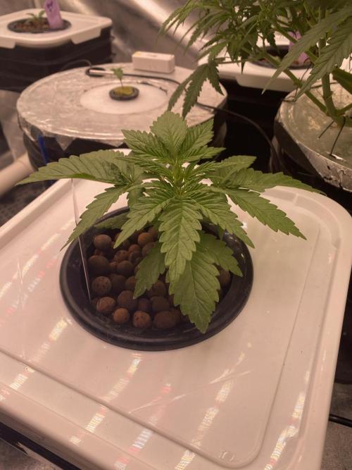 OG of the Father. Week 2