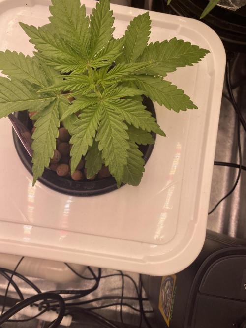 OG of the Father. Week 2