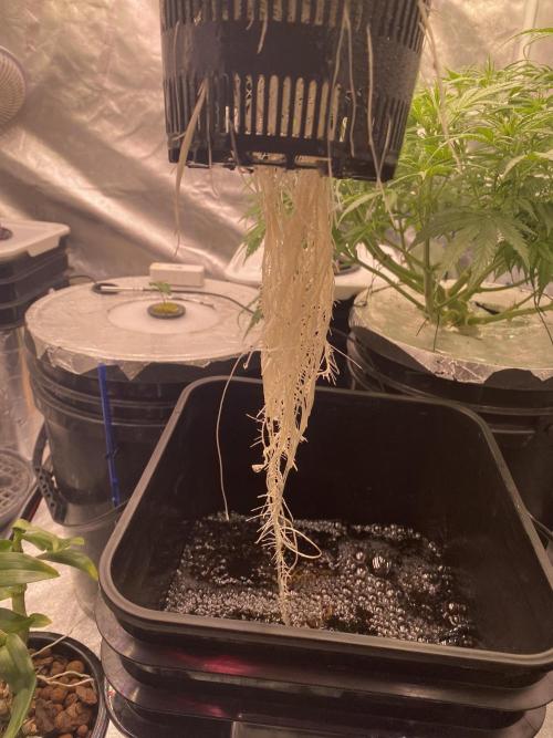 OG of the Father. Week 2