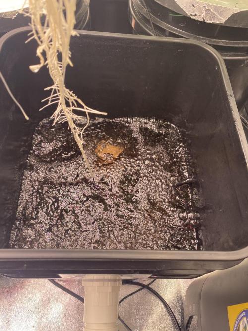 OG of the Father. Week 2