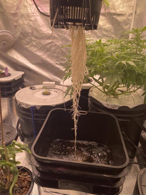 OG of the Father. Week 2