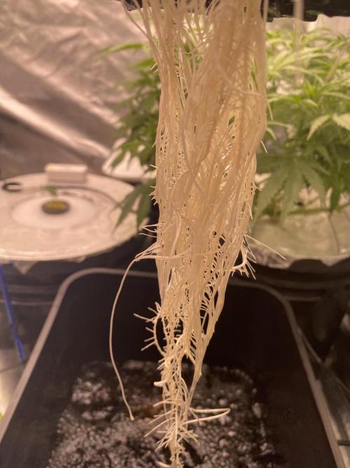 OG of the Father. Week 2