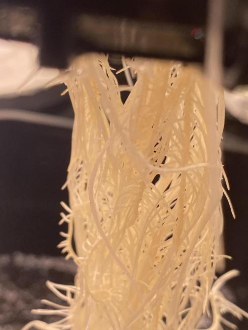 OG of the Father. Week 2