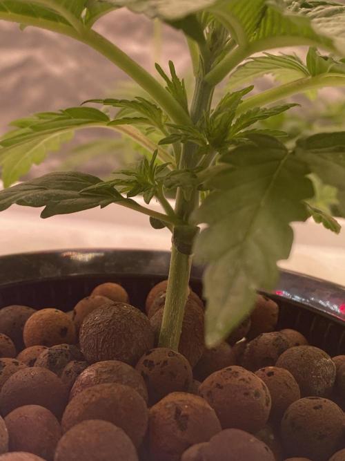 OG of the Father. Week 2