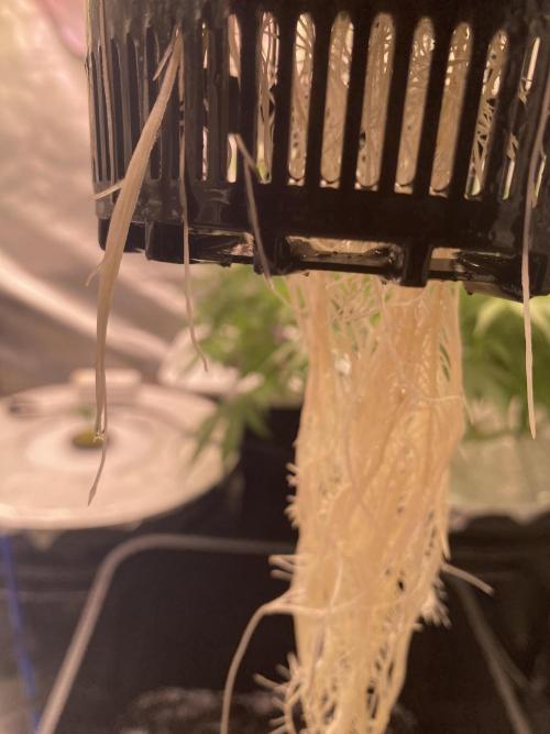 OG of the Father. Week 2