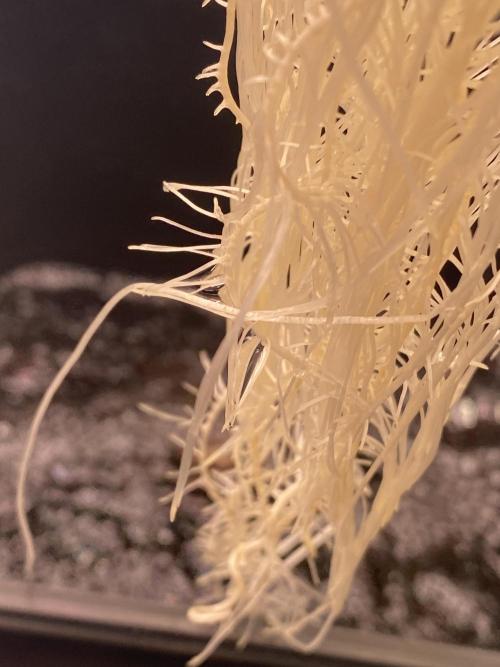 OG of the Father. Week 2