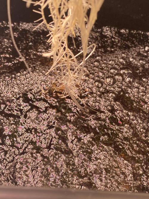 OG of the Father. Week 2