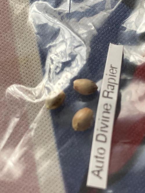 Divine Rapier auto v1. Week 0