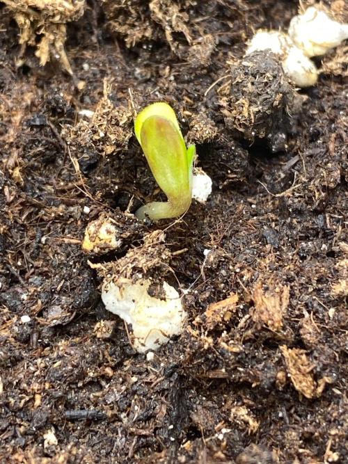 Divine Rapier auto v1. Week 1