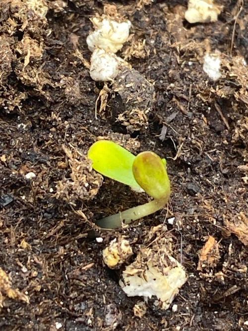 Divine Rapier auto v1. Week 1