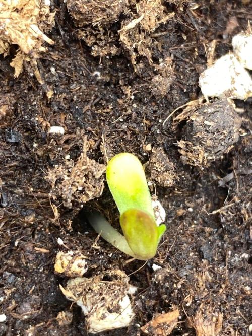 Divine Rapier auto v1. Week 1