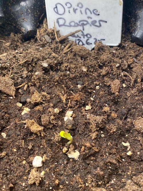 Divine Rapier auto v1. Week 1