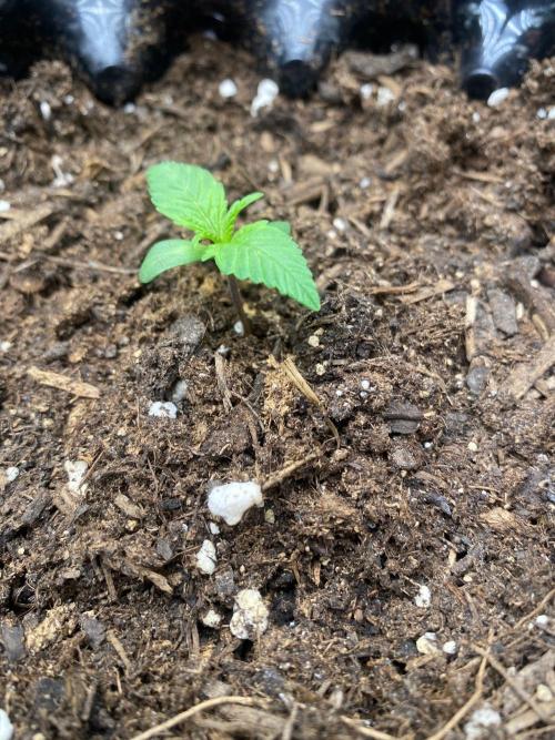 Divine Rapier auto v1. Week 1