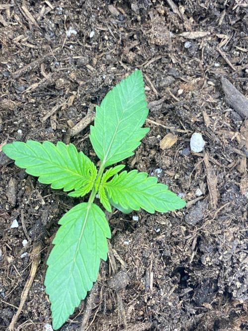 Divine Rapier auto v1. Week 2