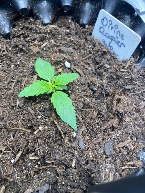 Divine Rapier auto v1. Week 2