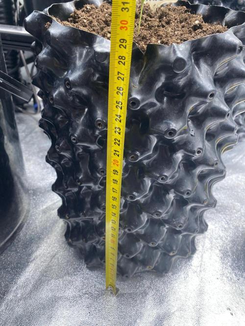 Divine Rapier auto v1. Week 2