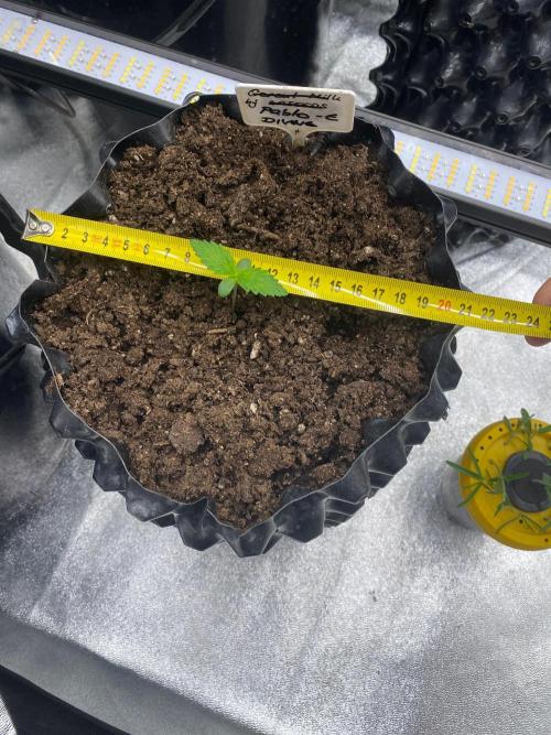 Divine Rapier auto v1. Week 2