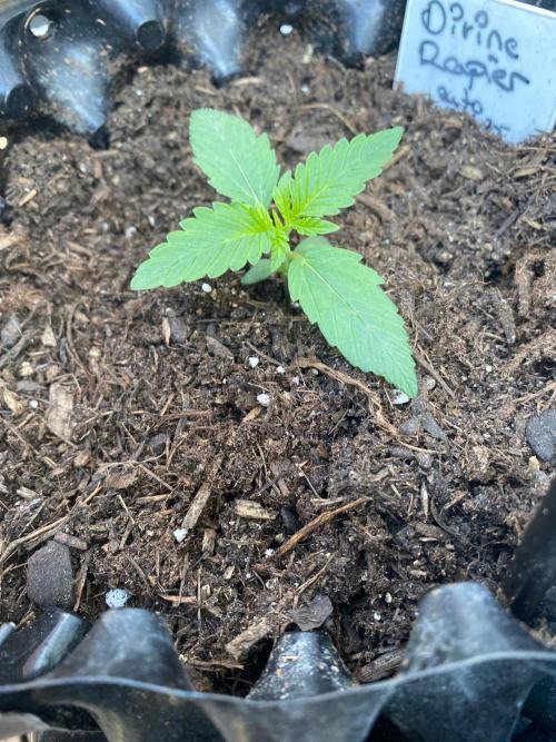 Divine Rapier auto v1. Week 2