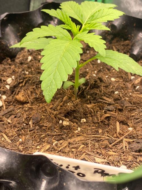 Divine Rapier auto v1. Week 3