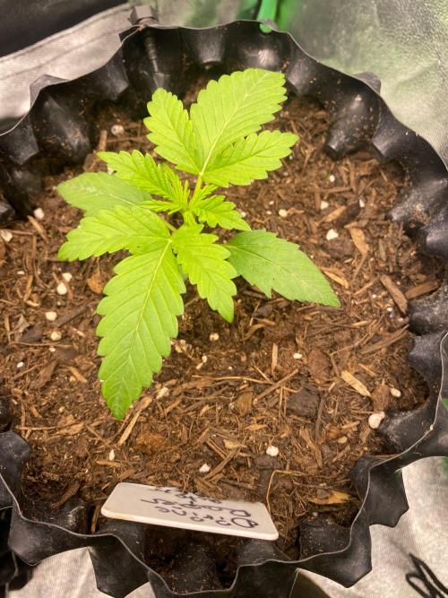 Divine Rapier auto v1. Week 3