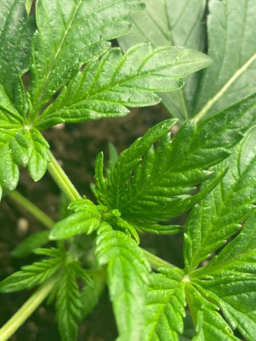 Divine Rapier auto v1. Week 3