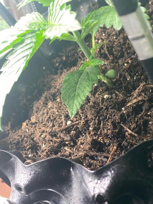 Divine Rapier auto v1. Week 3