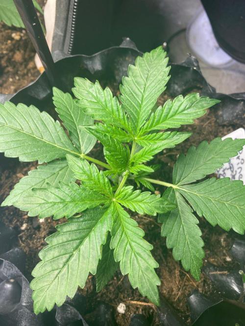 Divine Rapier auto v1. Week 3