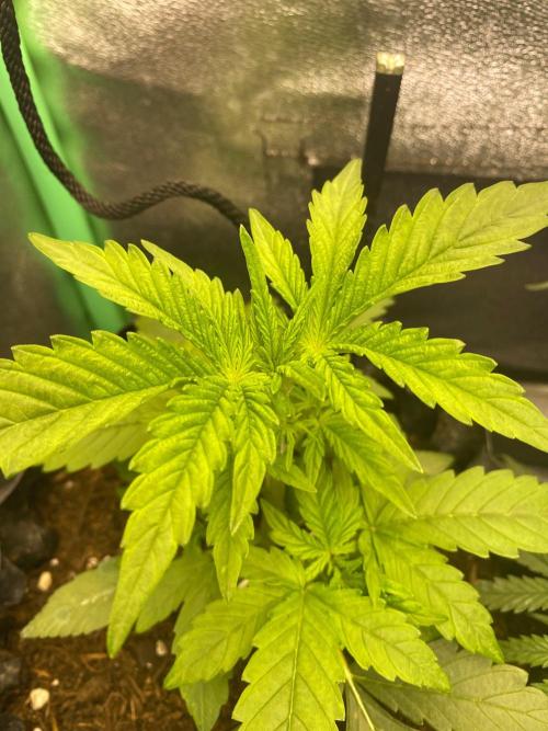 Divine Rapier auto v1. Week 4